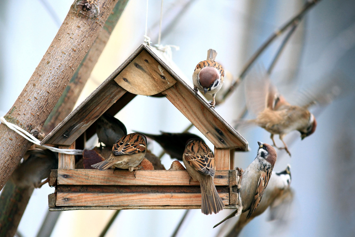 Under kallare klimat har fåglar och gnagare svårt att hitta mat. Ett tips är därför att sätta upp fågelmatare, fågelholkar eller varför inte snickra ihop en egen med överblivet träspill.