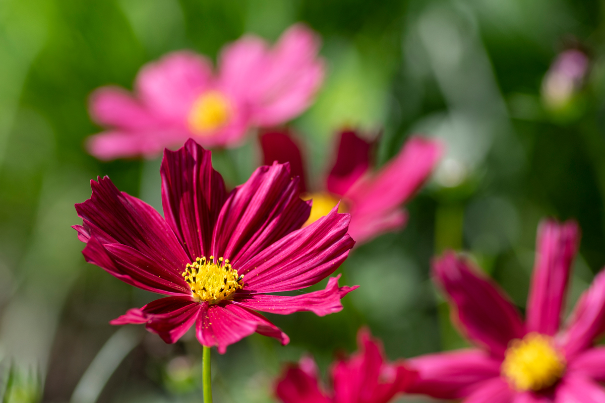 En blomma med färgglada och graciösa blomblad som sitter ovanpå långa smala stjälkar. Utöver rubinrött finns de även i gult, vitt och rödbruna färger. De lockar både fåglar, bin och fjärilar till din trädgård.