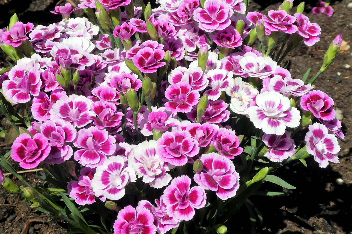 Trädgårdsnejlikor är små täta blommor, oftast i rosalila nyanser, som innehåller en hel del nektar. Det bidrar till att fjärilar gärna besöker dem när tiden är inne.