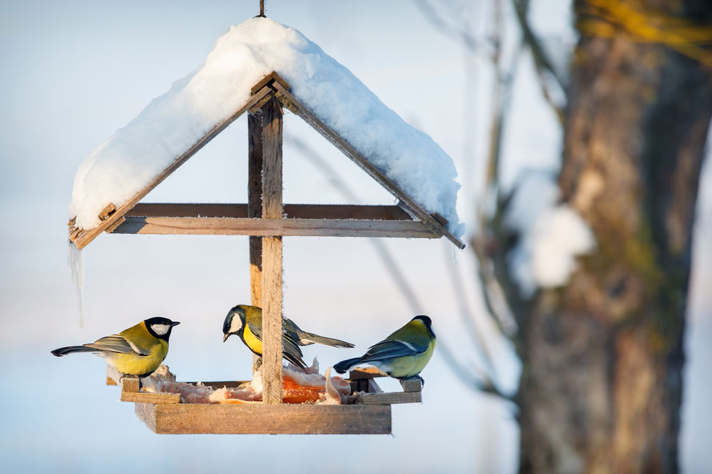 Vinter - små fåglar i en fågelmatare
